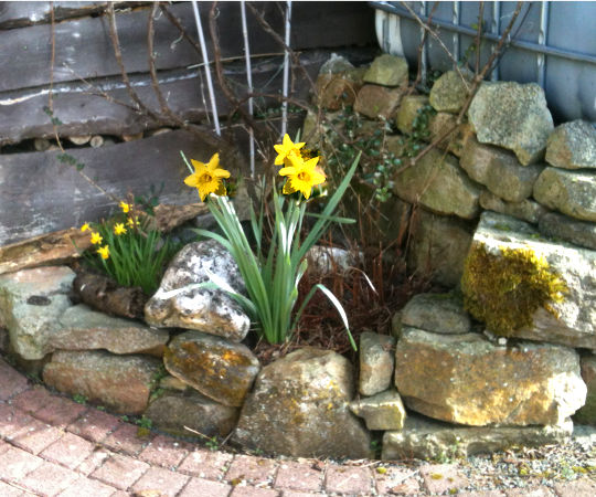 Gartengestaltung Wieneke - Göttingen - Uslar - Oberweser